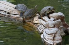 Turtles at Sea World, San Antonio.

Filename: SRM_20060423_163716_7.jpg
Aperture: f/5.6
Shutter Speed: 1/320
Body: Canon EOS 20D
Lens: Canon EF 80-200mm f/2.8 L