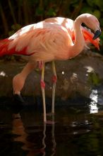 A pink flamingo in The Westin Maui hotel courtyard, Maui, Hawai'i, 2007.

Filename: SRM_20071218_1352037.jpg
Aperture: f/2.8
Shutter Speed: 1/1000
Body: Canon EOS-1D Mark II
Lens: Canon EF 300mm f/2.8 L IS