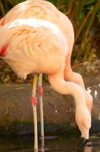 A pink flamingo in The Westin Maui hotel courtyard, Maui, Hawai'i, 2007.

Filename: SRM_20071218_1359047.jpg
Aperture: f/5.6
Shutter Speed: 1/250
Body: Canon EOS-1D Mark II
Lens: Canon EF 300mm f/2.8 L IS