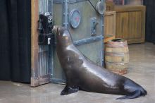 Sea lions Clyde and Seamore in "The Cannery Row Caper" show at Sea World, San Antonio.

Filename: SRM_20060423_161618_7.jpg
Aperture: f/4.0
Shutter Speed: 1/320
Body: Canon EOS 20D
Lens: Canon EF 80-200mm f/2.8 L