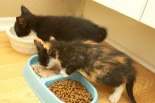 New kittens, Smokey and Daisy, from the Humane Society.

Filename: SRM_20080509_1918282.jpg
Aperture: f/2.8
Shutter Speed: 1/60
Body: Canon EOS-1D Mark II
Lens: Canon EF 16-35mm f/2.8 L