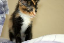 Foster kittens from the Austin Humane Society.

Filename: SRM_20080524_1031186.jpg
Aperture: f/2.8
Shutter Speed: 1/250
Body: Canon EOS-1D Mark II
Lens: Canon EF 300mm f/2.8 L IS