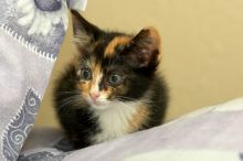 Foster kittens from the Austin Humane Society.

Filename: SRM_20080524_1033083.jpg
Aperture: f/5.6
Shutter Speed: 1/250
Body: Canon EOS-1D Mark II
Lens: Canon EF 300mm f/2.8 L IS