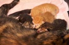 Foster mother Lily, with her five kittens Hank, George, Mia, Dora, and Sophie.  We are fostering them for the Austin Humane Society.

Filename: SRM_20080817_1202021.jpg
Aperture: f/4.0
Shutter Speed: 1/60
Body: Canon EOS 20D
Lens: Canon EF 50mm f/1.8 II