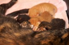 Foster mother Lily, with her five kittens Hank, George, Mia, Dora, and Sophie.  We are fostering them for the Austin Humane Society.

Filename: SRM_20080817_1202042.jpg
Aperture: f/4.0
Shutter Speed: 1/60
Body: Canon EOS 20D
Lens: Canon EF 50mm f/1.8 II