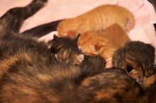 Foster mother Lily, with her five kittens Hank, George, Mia, Dora, and Sophie.  We are fostering them for the Austin Humane Society.

Filename: SRM_20080817_1202167.jpg
Aperture: f/4.0
Shutter Speed: 1/60
Body: Canon EOS 20D
Lens: Canon EF 50mm f/1.8 II