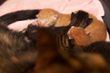 Foster mother Lily, with her five kittens Hank, George, Mia, Dora, and Sophie.  We are fostering them for the Austin Humane Society.

Filename: SRM_20080817_1202581.jpg
Aperture: f/4.0
Shutter Speed: 1/60
Body: Canon EOS 20D
Lens: Canon EF 50mm f/1.8 II