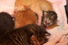 Foster mother Lily, with her five kittens Hank, George, Mia, Dora, and Sophie.  We are fostering them for the Austin Humane Society.

Filename: SRM_20080817_1203480.jpg
Aperture: f/4.0
Shutter Speed: 1/60
Body: Canon EOS 20D
Lens: Canon EF 50mm f/1.8 II