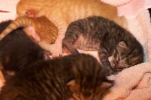 Foster mother Lily, with her five kittens Hank, George, Mia, Dora, and Sophie.  We are fostering them for the Austin Humane Society.

Filename: SRM_20080817_1203543.jpg
Aperture: f/4.0
Shutter Speed: 1/60
Body: Canon EOS 20D
Lens: Canon EF 50mm f/1.8 II