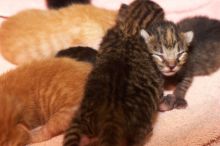 Foster mother Lily, with her five kittens Hank, George, Mia, Dora, and Sophie.  We are fostering them for the Austin Humane Society.

Filename: SRM_20080817_1204424.jpg
Aperture: f/4.0
Shutter Speed: 1/60
Body: Canon EOS 20D
Lens: Canon EF 50mm f/1.8 II