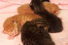 Foster mother Lily, with her five kittens Hank, George, Mia, Dora, and Sophie.  We are fostering them for the Austin Humane Society.

Filename: SRM_20080817_1205448.jpg
Aperture: f/4.0
Shutter Speed: 1/25
Body: Canon EOS 20D
Lens: Canon EF 50mm f/1.8 II