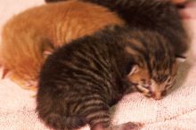 Foster mother Lily, with her five kittens Hank, George, Mia, Dora, and Sophie.  We are fostering them for the Austin Humane Society.

Filename: SRM_20080817_1206209.jpg
Aperture: f/4.0
Shutter Speed: 1/25
Body: Canon EOS 20D
Lens: Canon EF 50mm f/1.8 II