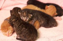 Foster mother Lily, with her five kittens Hank, George, Mia, Dora, and Sophie.  We are fostering them for the Austin Humane Society.

Filename: SRM_20080817_1206506.jpg
Aperture: f/4.0
Shutter Speed: 1/25
Body: Canon EOS 20D
Lens: Canon EF 50mm f/1.8 II