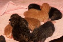 Foster mother Lily, with her five kittens Hank, George, Mia, Dora, and Sophie. We are fostering them for the Austin Humane Society.
Filename: SRM_20080817_1207101.jpg
Aperture: f/5.6
Shutter Speed: 1/60
Body: Canon EOS 20D
Lens: Canon EF 50mm f/1.8 II