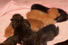 Foster mother Lily, with her five kittens Hank, George, Mia, Dora, and Sophie. We are fostering them for the Austin Humane Society.
Filename: SRM_20080817_1207163.jpg
Aperture: f/5.6
Shutter Speed: 1/60
Body: Canon EOS 20D
Lens: Canon EF 50mm f/1.8 II