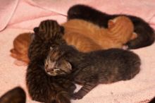 Foster mother Lily, with her five kittens Hank, George, Mia, Dora, and Sophie. We are fostering them for the Austin Humane Society.
Filename: SRM_20080817_1207225.jpg
Aperture: f/5.6
Shutter Speed: 1/60
Body: Canon EOS 20D
Lens: Canon EF 50mm f/1.8 II