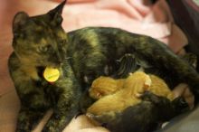 Foster mother Lily, with her five kittens Hank, George, Mia, Dora, and Sophie.  We are fostering them for the Austin Humane Society.

Filename: SRM_20080816_1255284.jpg
Aperture: f/2.0
Shutter Speed: 1/50
Body: Canon EOS-1D Mark II
Lens: Canon EF 50mm f/1.8 II