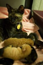 Foster mother Lily, with her five kittens Hank, George, Mia, Dora, and Sophie.  We are fostering them for the Austin Humane Society.

Filename: SRM_20080816_1259047.jpg
Aperture: f/2.8
Shutter Speed: 1/30
Body: Canon EOS-1D Mark II
Lens: Canon EF 16-35mm f/2.8 L