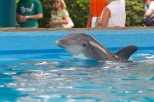 Bottle nosed dolphins at Sea World, San Antonio.

Filename: SRM_20060423_114840_9.jpg
Aperture: f/5.6
Shutter Speed: 1/160
Body: Canon EOS 20D
Lens: Canon EF 80-200mm f/2.8 L