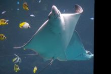 Sting ray at Sea World, San Antonio.

Filename: SRM_20060423_121446_6.jpg
Aperture: f/3.2
Shutter Speed: 1/125
Body: Canon EOS 20D
Lens: Canon EF 80-200mm f/2.8 L