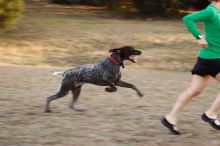 Flyer Terranova running around Floral Park in an attempt to become Austin's fittest dog (for Austin Fit Magazine) on Sunday, January 18, 2009.

Filename: SRM_20090118_16511796.JPG
Aperture: f/5.6
Shutter Speed: 1/125
Body: Canon EOS-1D Mark II
Lens: Canon EF 100-400mm f/4.5-5.6 L IS USM