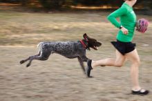 Flyer Terranova running around Floral Park in an attempt to become Austin's fittest dog (for Austin Fit Magazine) on Sunday, January 18, 2009.

Filename: SRM_20090118_16511797.JPG
Aperture: f/5.6
Shutter Speed: 1/100
Body: Canon EOS-1D Mark II
Lens: Canon EF 100-400mm f/4.5-5.6 L IS USM