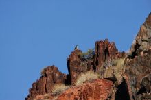 A large bird of prey (maybe an eagle) seen while hiking to the Phantom Ranch overlook, while backpacking the Grand Canyon with Beth, Friday, January 2, 2009.

Filename: SRM_20090102_14190065.JPG
Aperture: f/11.0
Shutter Speed: 1/1250
Body: Canon EOS-1D Mark II
Lens: Canon EF 100-400mm f/4.5-5.6 L IS USM w/ 1.4x II TC