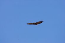 A large bird of prey (maybe an eagle) seen while hiking to the Phantom Ranch overlook, while backpacking the Grand Canyon with Beth, Friday, January 2, 2009.

Filename: SRM_20090102_14200770.JPG
Aperture: f/11.0
Shutter Speed: 1/640
Body: Canon EOS-1D Mark II
Lens: Canon EF 100-400mm f/4.5-5.6 L IS USM w/ 1.4x II TC