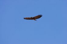 A large bird of prey (maybe an eagle) seen while hiking to the Phantom Ranch overlook, while backpacking the Grand Canyon with Beth, Friday, January 2, 2009.

Filename: SRM_20090102_14200872.JPG
Aperture: f/11.0
Shutter Speed: 1/640
Body: Canon EOS-1D Mark II
Lens: Canon EF 100-400mm f/4.5-5.6 L IS USM w/ 1.4x II TC