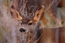 Mule deer, seen while backpacking the Grand Canyon with Beth, New Years 2009.

Filename: SRM_20090102_11251043.JPG
Aperture: f/8.0
Shutter Speed: 1/160
Body: Canon EOS-1D Mark II
Lens: Canon EF 100-400mm f/4.5-5.6 L IS USM w/ 1.4x II TC