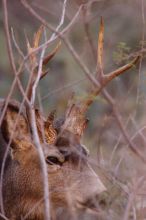 Buck mule deer, seen while backpacking the Grand Canyon with Beth, New Years 2009.

Filename: SRM_20090102_11331459.JPG
Aperture: f/8.0
Shutter Speed: 1/320
Body: Canon EOS-1D Mark II
Lens: Canon EF 100-400mm f/4.5-5.6 L IS USM w/ 1.4x II TC