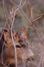 Buck mule deer, seen while backpacking the Grand Canyon with Beth, New Years 2009.

Filename: SRM_20090102_11331560.JPG
Aperture: f/8.0
Shutter Speed: 1/320
Body: Canon EOS-1D Mark II
Lens: Canon EF 100-400mm f/4.5-5.6 L IS USM w/ 1.4x II TC