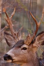 Buck mule deer, seen while backpacking the Grand Canyon with Beth, New Years 2009.

Filename: SRM_20090102_11343263.JPG
Aperture: f/8.0
Shutter Speed: 1/320
Body: Canon EOS-1D Mark II
Lens: Canon EF 100-400mm f/4.5-5.6 L IS USM w/ 1.4x II TC