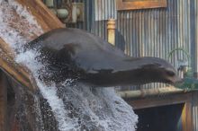 Sea lions Clyde and Seamore in "The Cannery Row Caper" show at Sea World, San Antonio.

Filename: SRM_20060423_162208_8.jpg
Aperture: f/6.3
Shutter Speed: 1/320
Body: Canon EOS 20D
Lens: Canon EF 80-200mm f/2.8 L