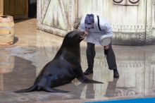 Sea lions Clyde and Seamore in "The Cannery Row Caper" show at Sea World, San Antonio.

Filename: SRM_20060423_160916_5.jpg
Aperture: f/8.0
Shutter Speed: 1/320
Body: Canon EOS 20D
Lens: Canon EF 80-200mm f/2.8 L