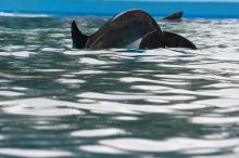 Bottle nosed dolphins at Sea World, San Antonio.

Filename: SRM_20060423_115136_1.jpg
Aperture: f/6.3
Shutter Speed: 1/320
Body: Canon EOS 20D
Lens: Canon EF 80-200mm f/2.8 L