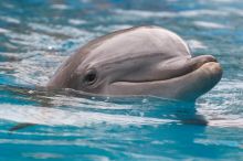 Bottle nosed dolphins at Sea World, San Antonio.

Filename: SRM_20060423_115818_3.jpg
Aperture: f/5.0
Shutter Speed: 1/320
Body: Canon EOS 20D
Lens: Canon EF 80-200mm f/2.8 L