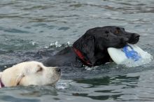 Dogs at play.  Photos from Town Lake Hike & Bike trail in Austin, TX.

Filename: SRM_20060312_102600_7.jpg
Aperture: f/5.6
Shutter Speed: 1/250
Body: Canon EOS 20D
Lens: Canon EF 80-200mm f/2.8 L