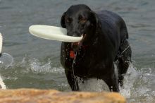 Dogs at play.  Photos from Town Lake Hike & Bike trail in Austin, TX.

Filename: SRM_20060312_101522_3.jpg
Aperture: f/5.6
Shutter Speed: 1/1600
Body: Canon EOS 20D
Lens: Canon EF 80-200mm f/2.8 L