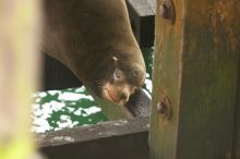 Sea lions resting under the pier at Santa Cruz, California.

Filename: SRM_20060429_181020_1.jpg
Aperture: f/3.2
Shutter Speed: 1/200
Body: Canon EOS 20D
Lens: Canon EF 80-200mm f/2.8 L