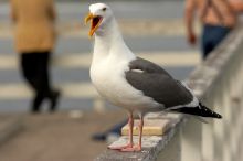 Seagull at Santa Cruz, California.

Filename: SRM_20060429_182050_3-1.jpg
Aperture: f/5.6
Shutter Speed: 1/2000
Body: Canon EOS 20D
Lens: Canon EF 80-200mm f/2.8 L