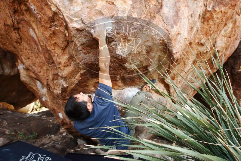 Bouldering in Hueco Tanks on 11/24/2019 with Blue Lizard Climbing and Yoga

Filename: SRM_20191124_1337140.jpg
Aperture: f/4.5
Shutter Speed: 1/250
Body: Canon EOS-1D Mark II
Lens: Canon EF 16-35mm f/2.8 L