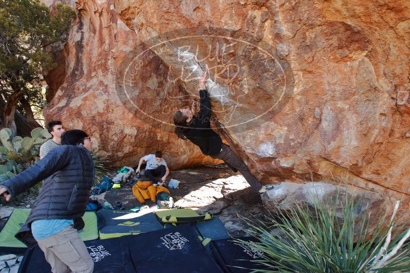 Bouldering in Hueco Tanks on 01/18/2020 with Blue Lizard Climbing and Yoga

Filename: SRM_20200118_1141100.jpg
Aperture: f/5.0
Shutter Speed: 1/250
Body: Canon EOS-1D Mark II
Lens: Canon EF 16-35mm f/2.8 L