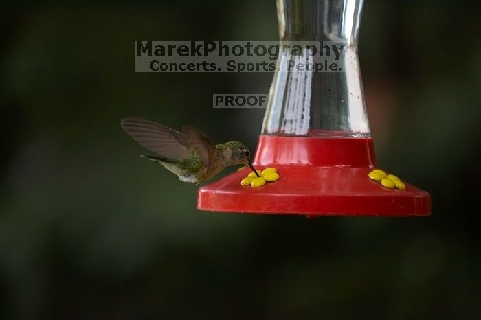 Hummingbirds at the hummingbird feeder at Foot of the Mountain Motel.

Filename: SRM_20070729_1543143.jpg
Aperture: f/2.8
Shutter Speed: 1/2500
Body: Canon EOS-1D Mark II
Lens: Canon EF 80-200mm f/2.8 L