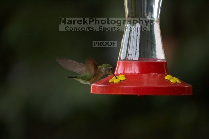 Hummingbirds at the hummingbird feeder at Foot of the Mountain Motel.

Filename: SRM_20070729_1543165.jpg
Aperture: f/2.8
Shutter Speed: 1/2500
Body: Canon EOS-1D Mark II
Lens: Canon EF 80-200mm f/2.8 L