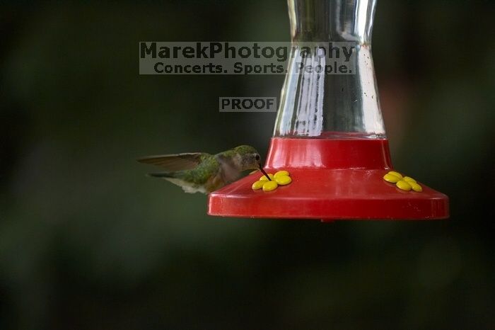 Hummingbirds at the hummingbird feeder at Foot of the Mountain Motel.

Filename: SRM_20070729_1543186.jpg
Aperture: f/2.8
Shutter Speed: 1/2500
Body: Canon EOS-1D Mark II
Lens: Canon EF 80-200mm f/2.8 L