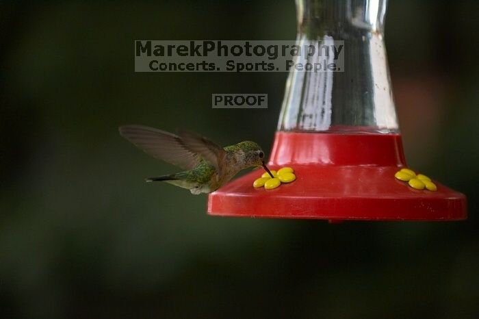 Hummingbirds at the hummingbird feeder at Foot of the Mountain Motel.

Filename: SRM_20070729_1543300.jpg
Aperture: f/2.8
Shutter Speed: 1/2500
Body: Canon EOS-1D Mark II
Lens: Canon EF 80-200mm f/2.8 L