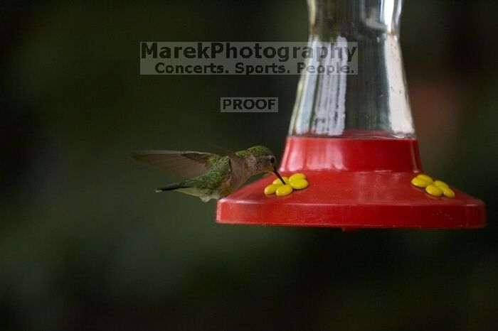 Hummingbirds at the hummingbird feeder at Foot of the Mountain Motel.

Filename: SRM_20070729_1543309.jpg
Aperture: f/2.8
Shutter Speed: 1/2500
Body: Canon EOS-1D Mark II
Lens: Canon EF 80-200mm f/2.8 L