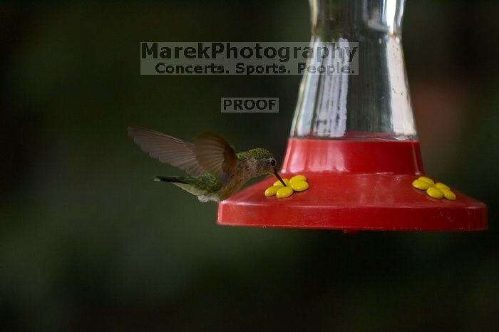 Hummingbirds at the hummingbird feeder at Foot of the Mountain Motel.

Filename: SRM_20070729_1543321.jpg
Aperture: f/2.8
Shutter Speed: 1/2500
Body: Canon EOS-1D Mark II
Lens: Canon EF 80-200mm f/2.8 L