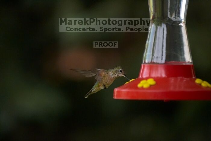 Hummingbirds at the hummingbird feeder at Foot of the Mountain Motel.

Filename: SRM_20070729_1544420.jpg
Aperture: f/2.8
Shutter Speed: 1/3200
Body: Canon EOS-1D Mark II
Lens: Canon EF 80-200mm f/2.8 L